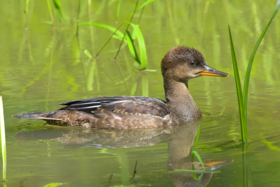 Female Hooded Merganser photo