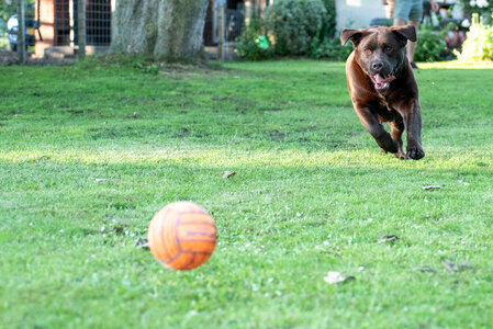 Chasing the ball