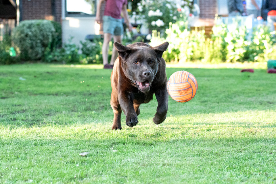 Dog running towards ball