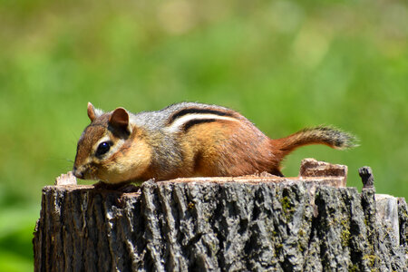 Chipmunk on a log photo