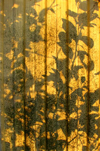 plant shadows photo