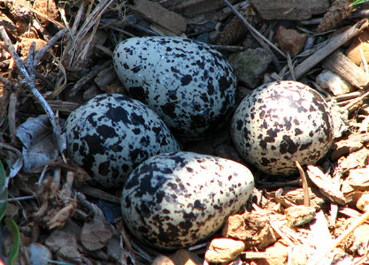 kildeer eggs photo