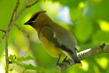 Cedar Waxwing perched on a branch. photo