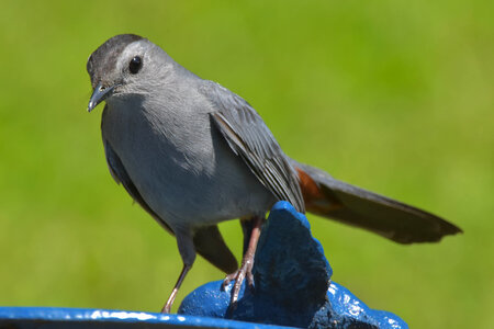 Grey Catbird closeup.