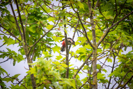 Spotted woodpecker