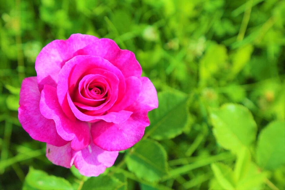 rose