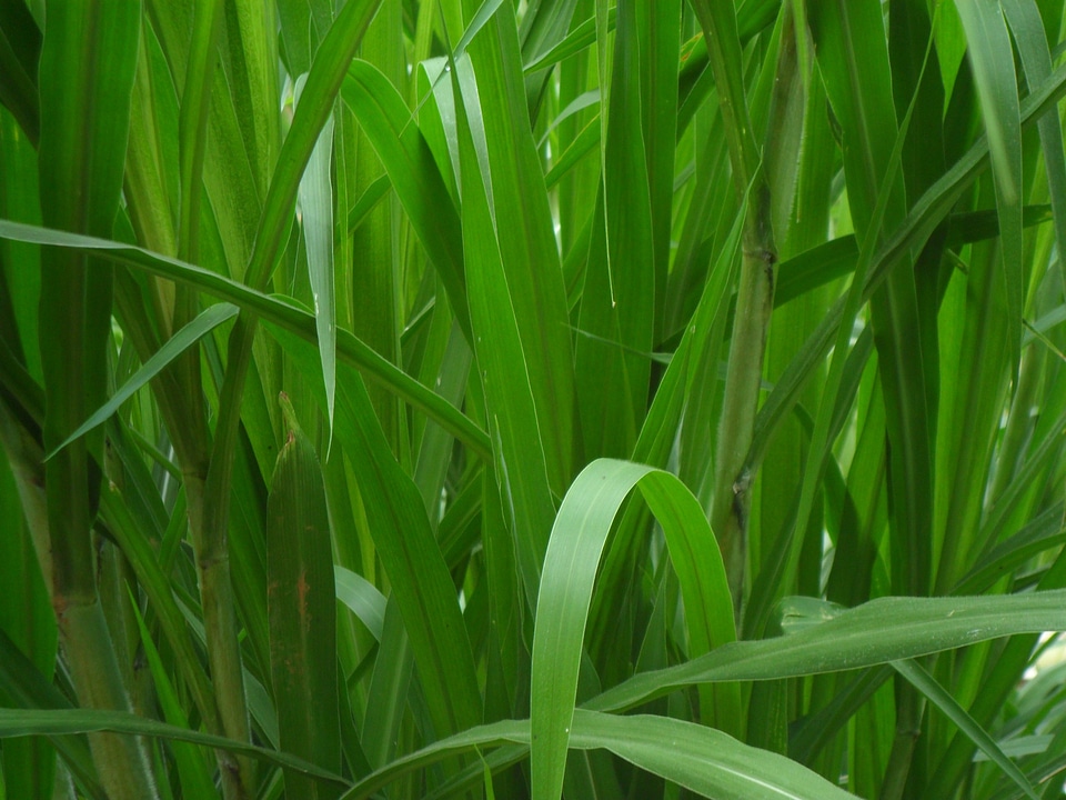 Leaf natural foliage