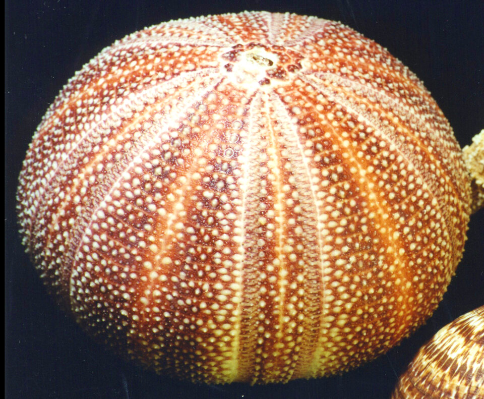 sea urchin test photo