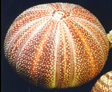sea urchin test photo