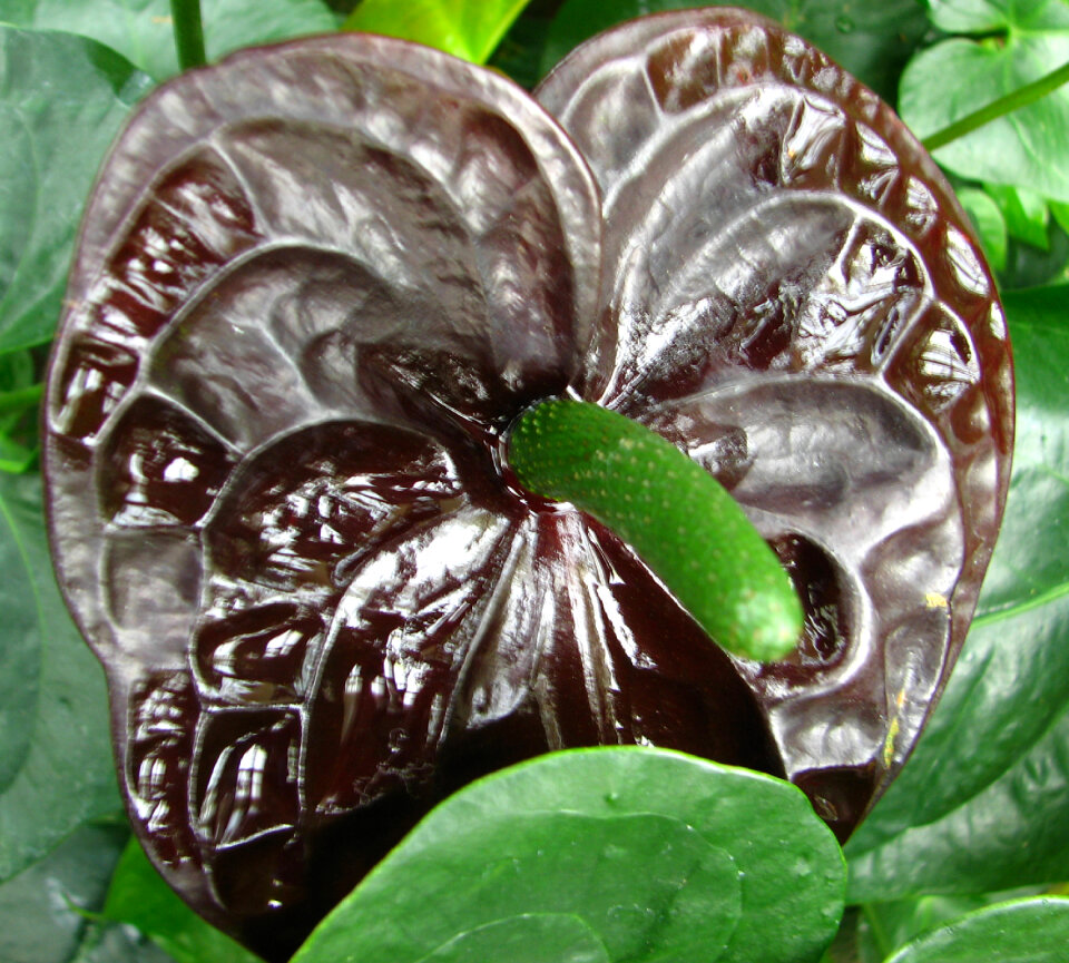 chocolate anthurium closeup