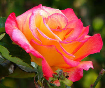 pink-and-yellow rose photo