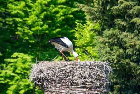 Stork on her nest photo