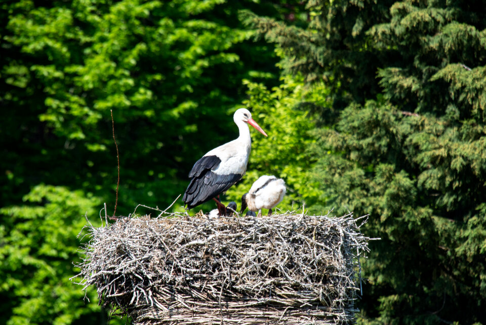 Stork with cubs on her nest