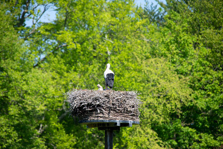 Stork photo