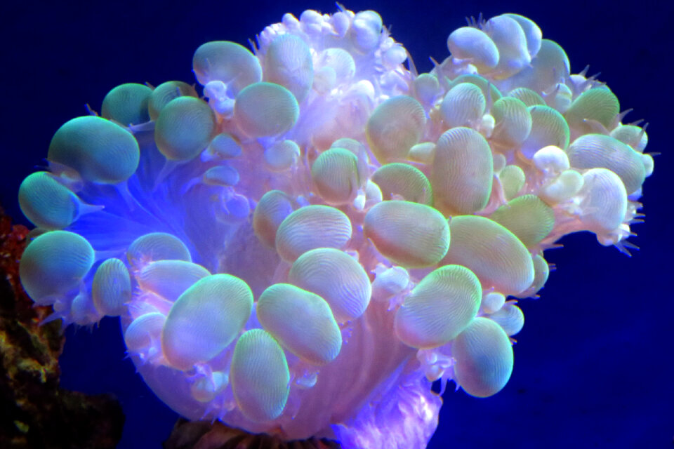 coral
