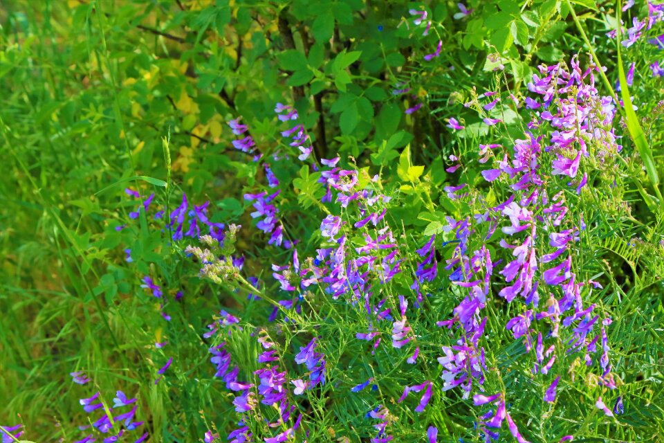 spring