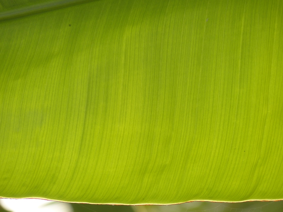 Shine through tropical exotic