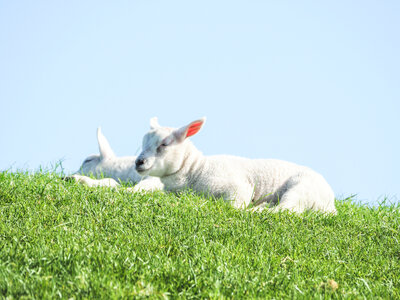 Two lambs photo