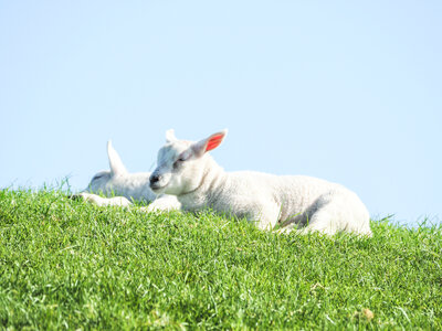 Two lambs