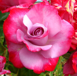 two-tone pink rose