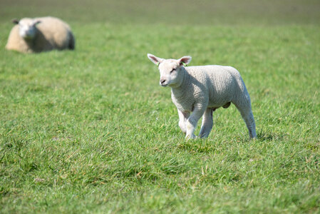 Lamb photo