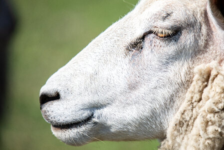 Close up sheep photo