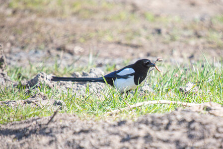 Magpie catching worm photo