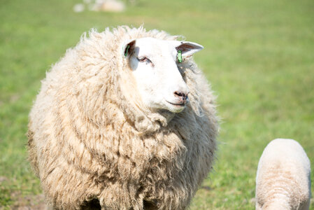 Mom and lamb photo
