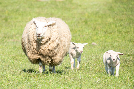 Mom and her two lambs photo