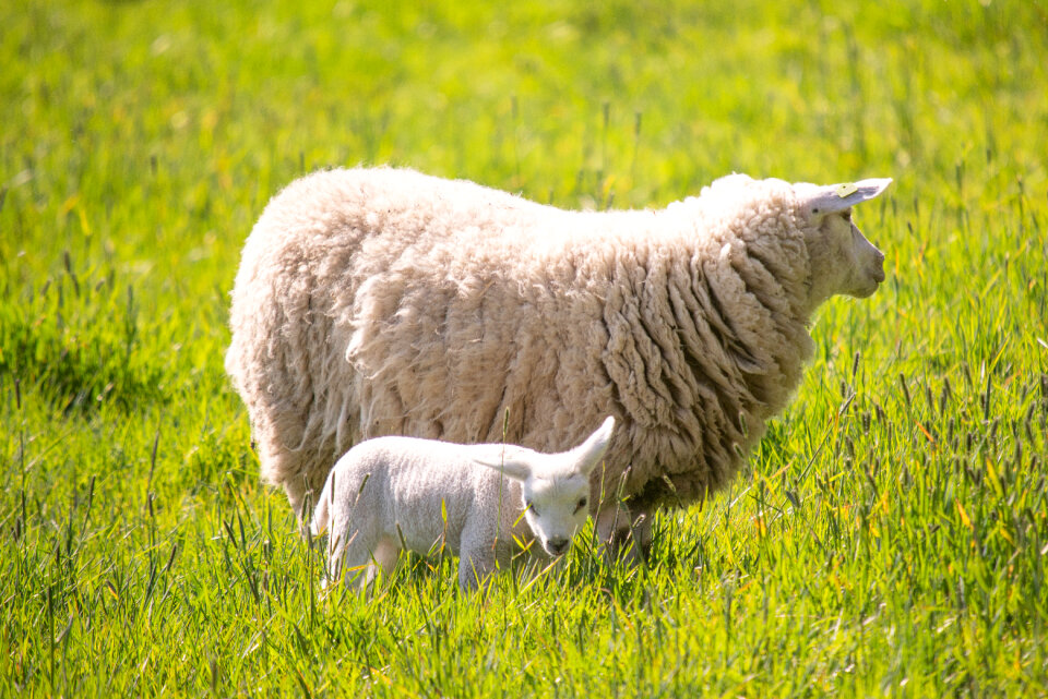 Sheep in the grass