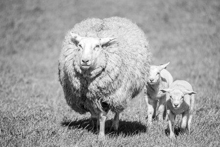 Sheep in black and white photo