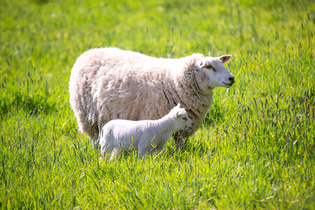 Sweet love on the farm photo