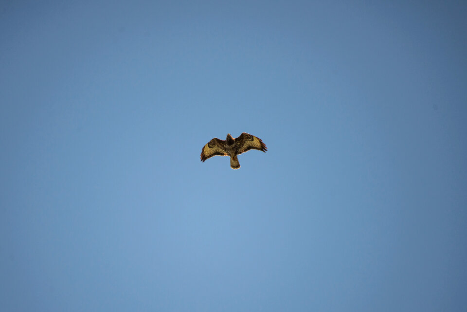 Buzzard in the sky