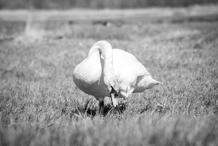 Swan eating photo