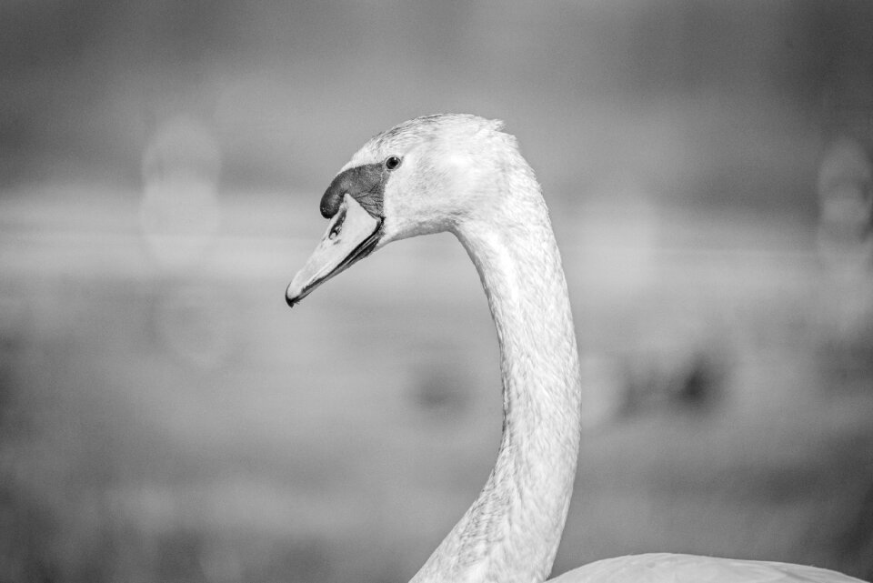 Swan in Black and White