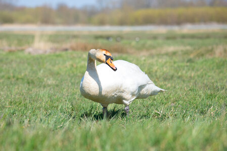 Swan in the grass