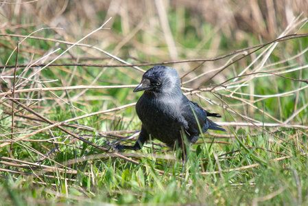 Jackdaw on the move