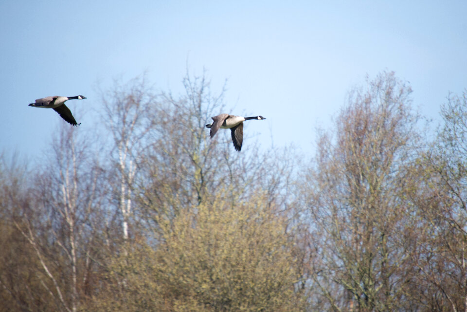 Canadian geese in flight