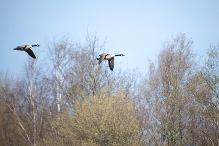 Canadian geese in flight photo