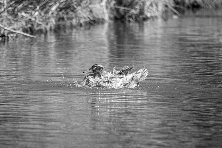 Duck washing himself