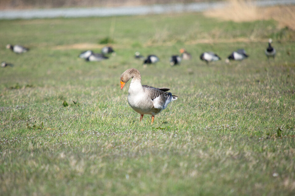 Geese