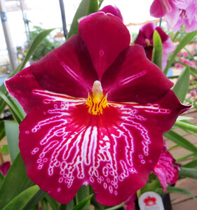 deep pink orchid with white