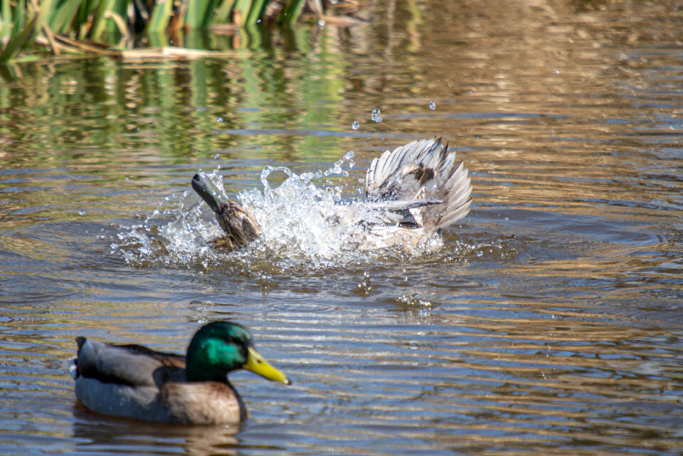 Duck cleaning photo