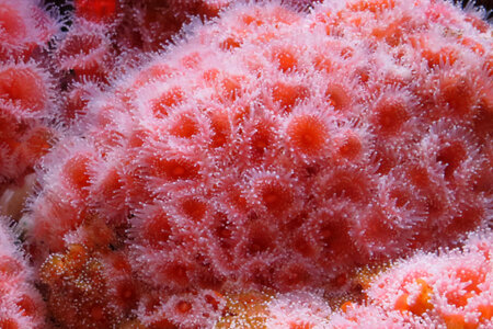 strawberry sea anemones photo