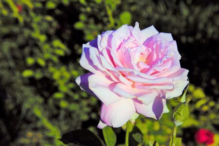 delicate rose photo