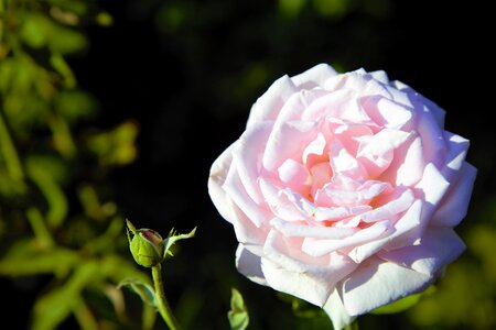 delicate rose 1 photo
