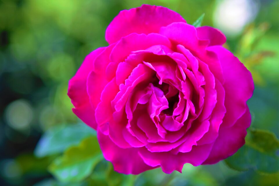 rose 3