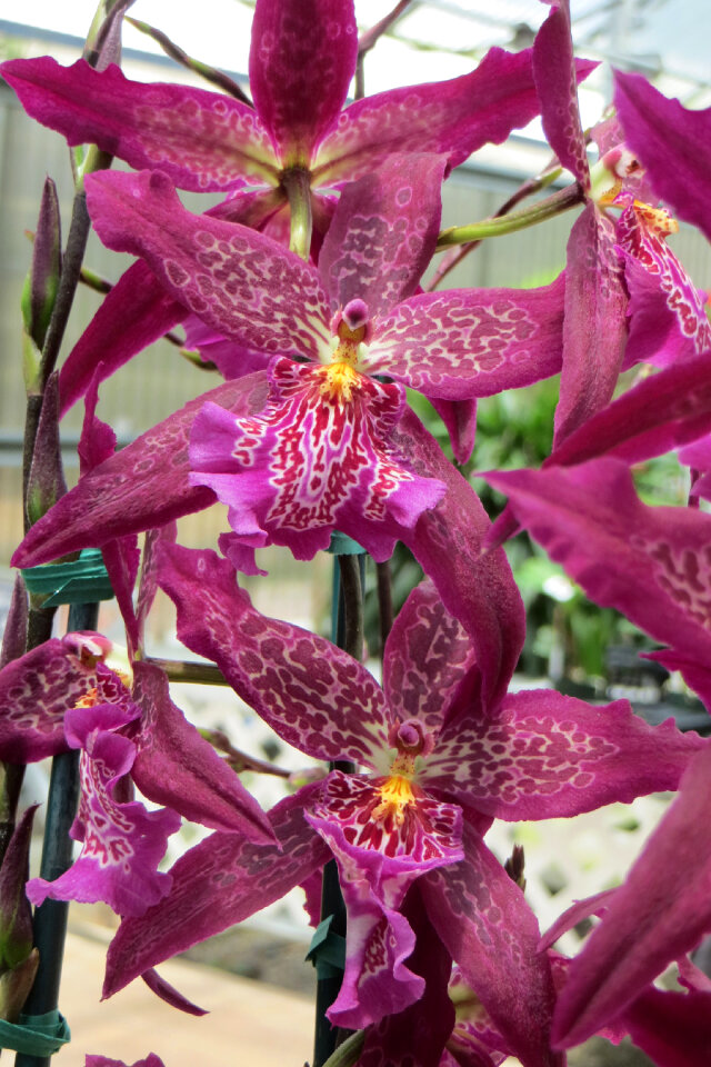pink speckled orchids