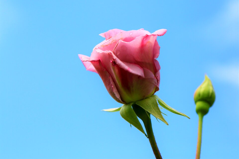 rose