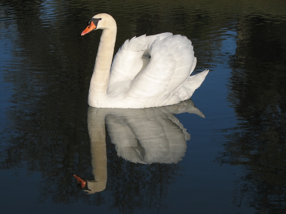 Elegant feather lake